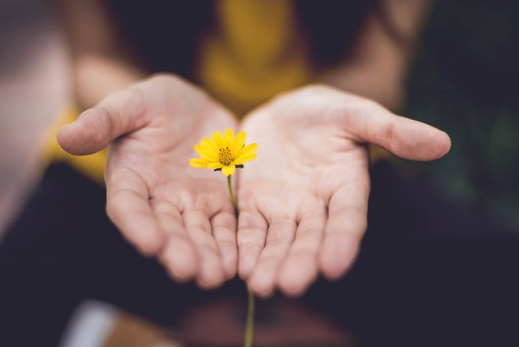 hands holding a flower