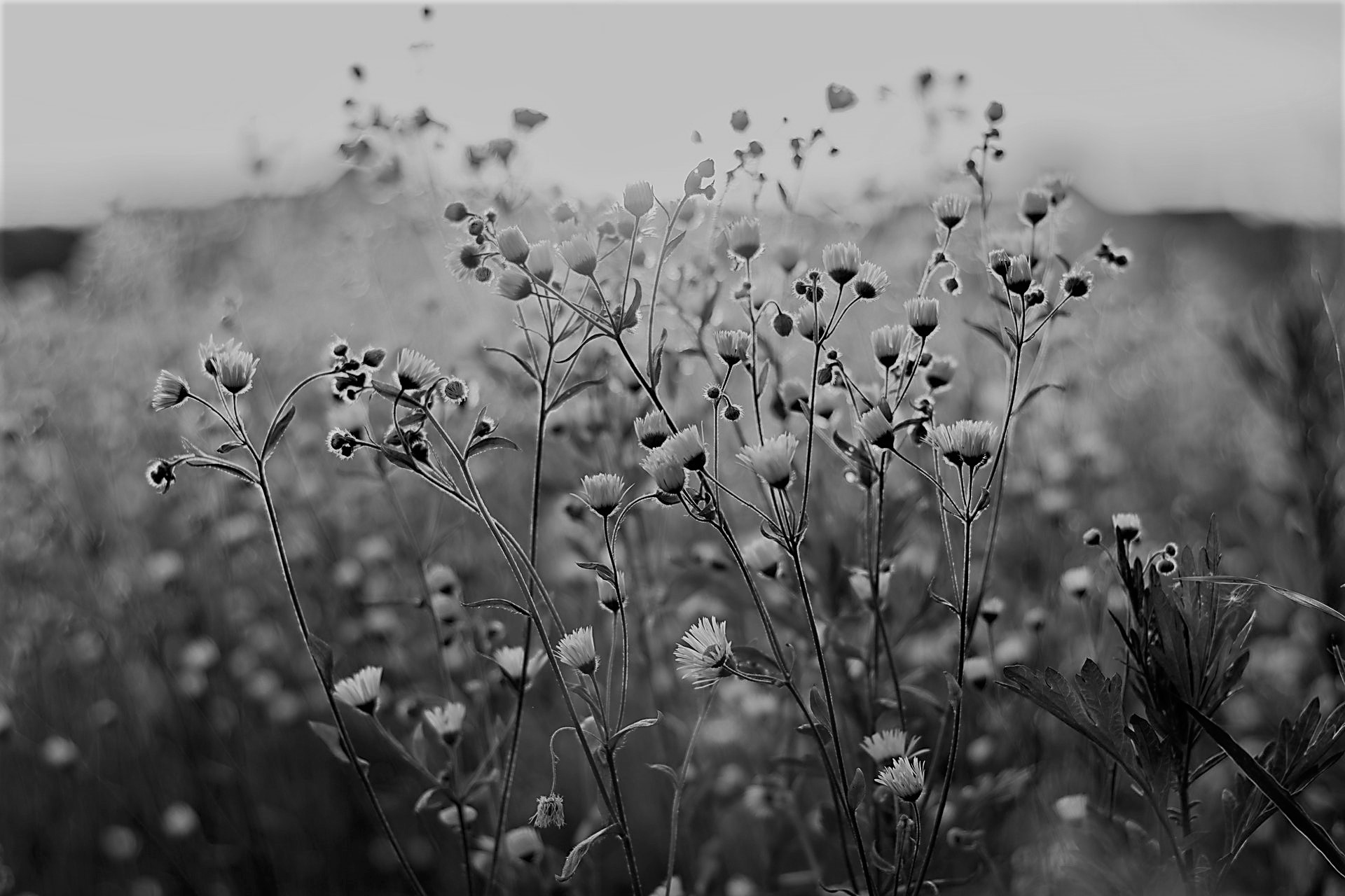 flowers in a field